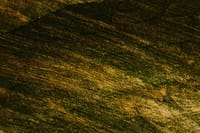 Close-up of a textured surface with golden and green tones creating an abstract pattern.